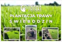 Trawa z rolki - lokalny producent ŚWIEBODZIN