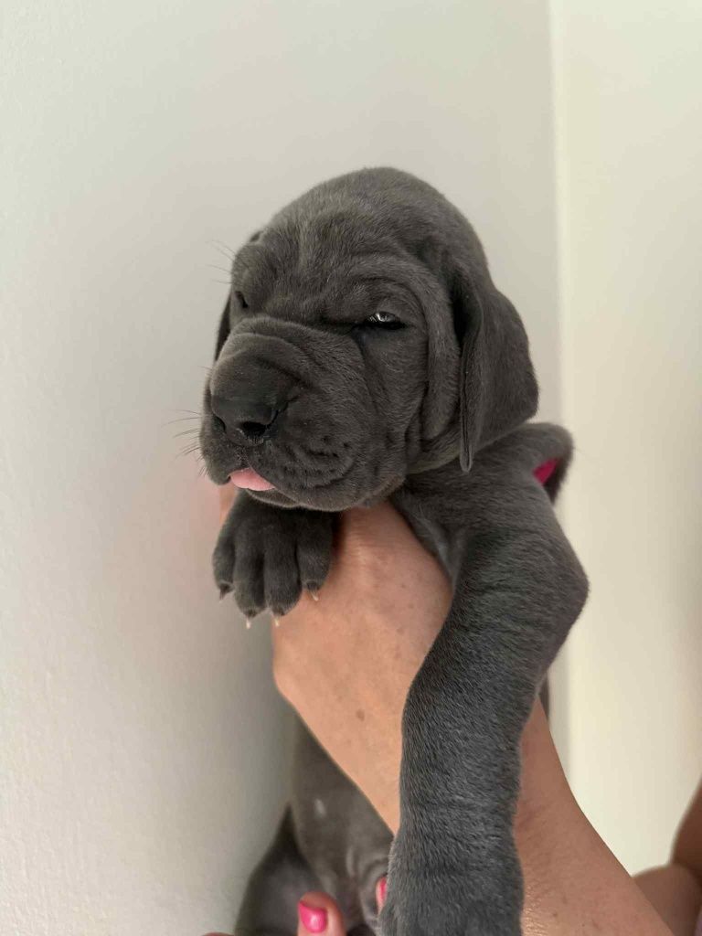 Dog niemiecki błękitny chłopak