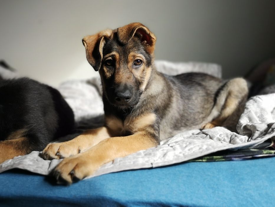 Nie pożałuje, kto Balsę adoptuje