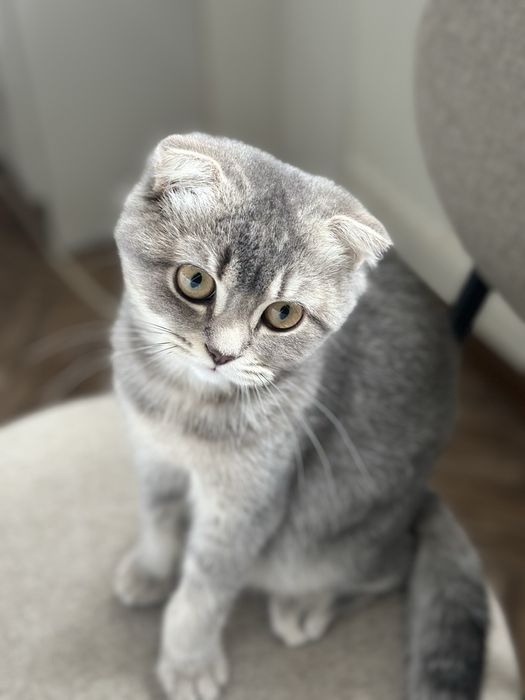 Весловуха дівчинка шотландська