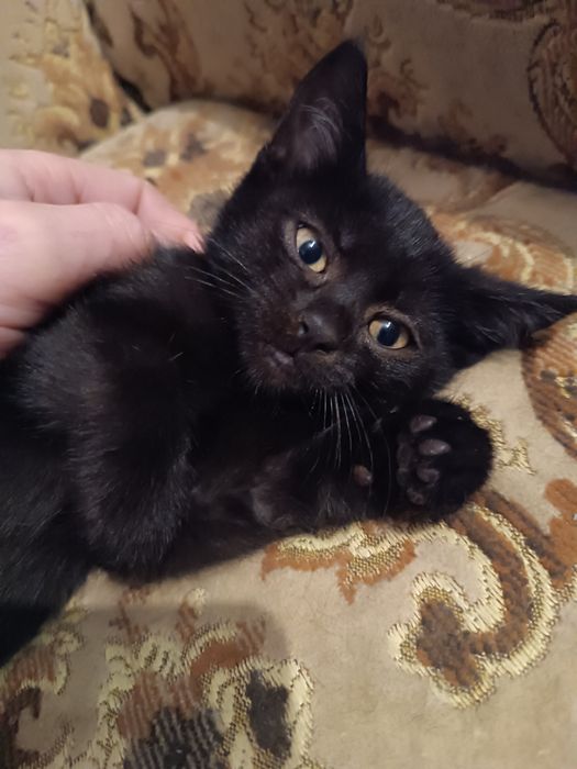 Kotki do adopcji