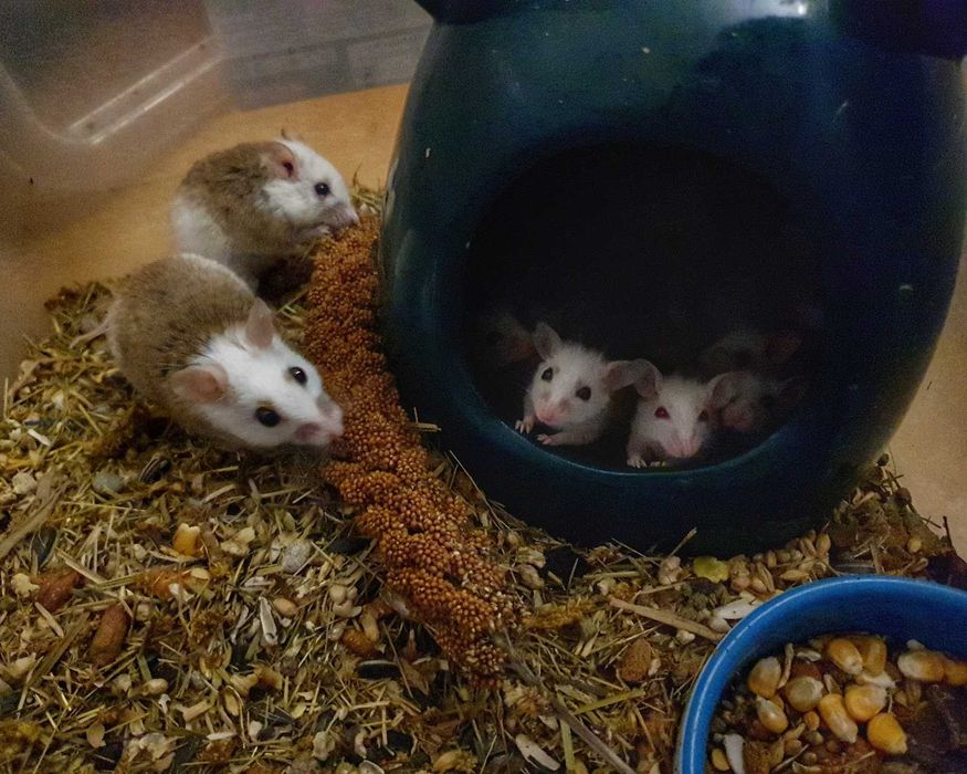 Мастомис, наталийская / натальская многососковая мышь