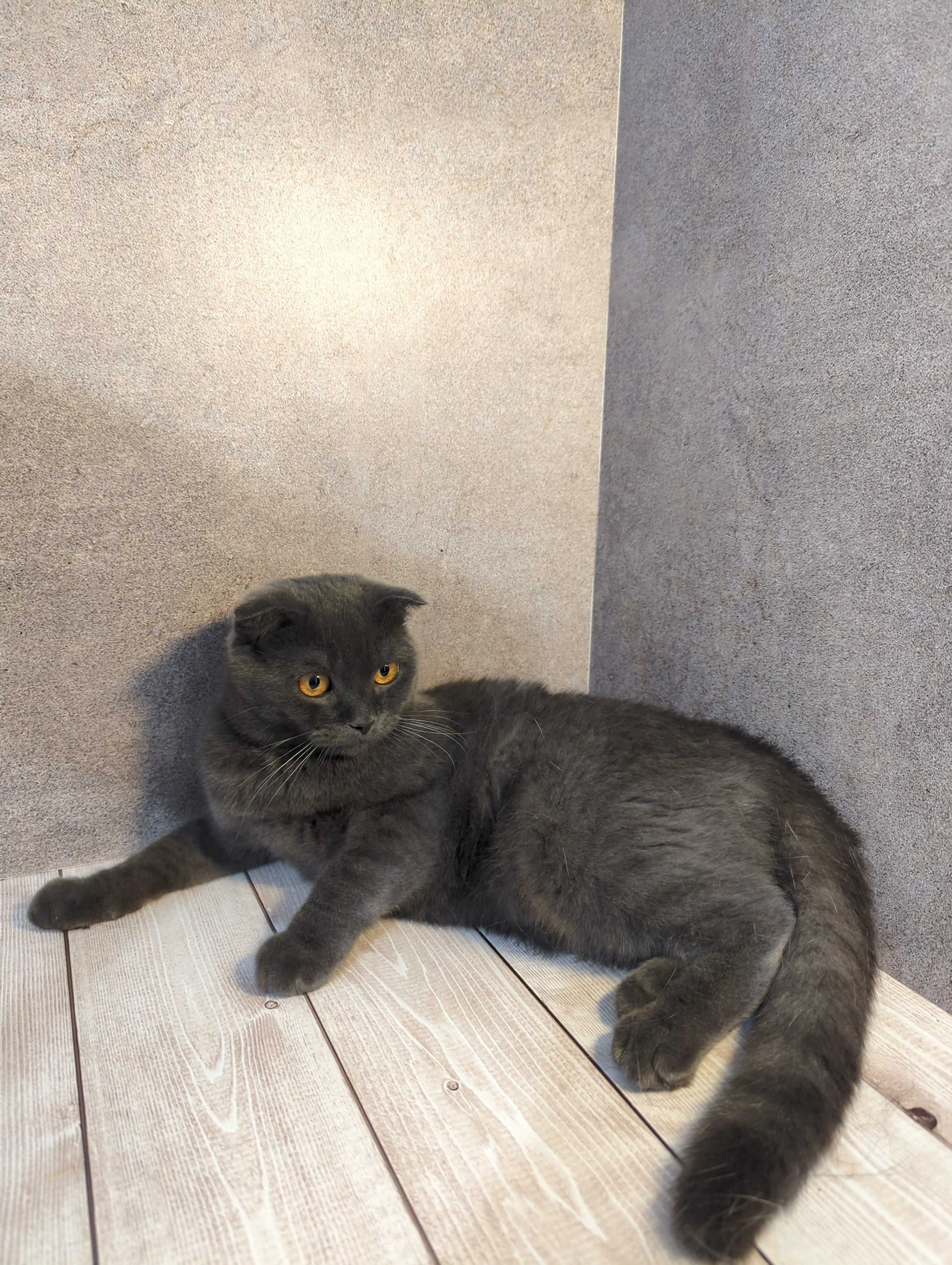 Шотландський котик Фоксик