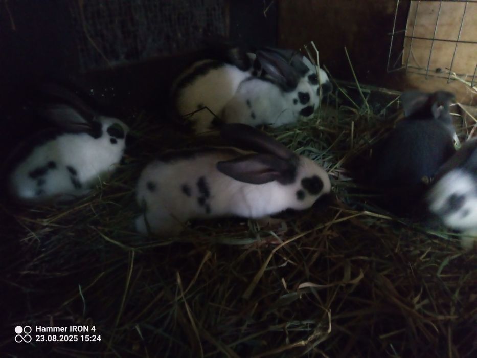 Króliki olbrzym srokacz