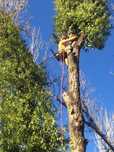 Poda e corte de árvores e limpeza de terrenos
