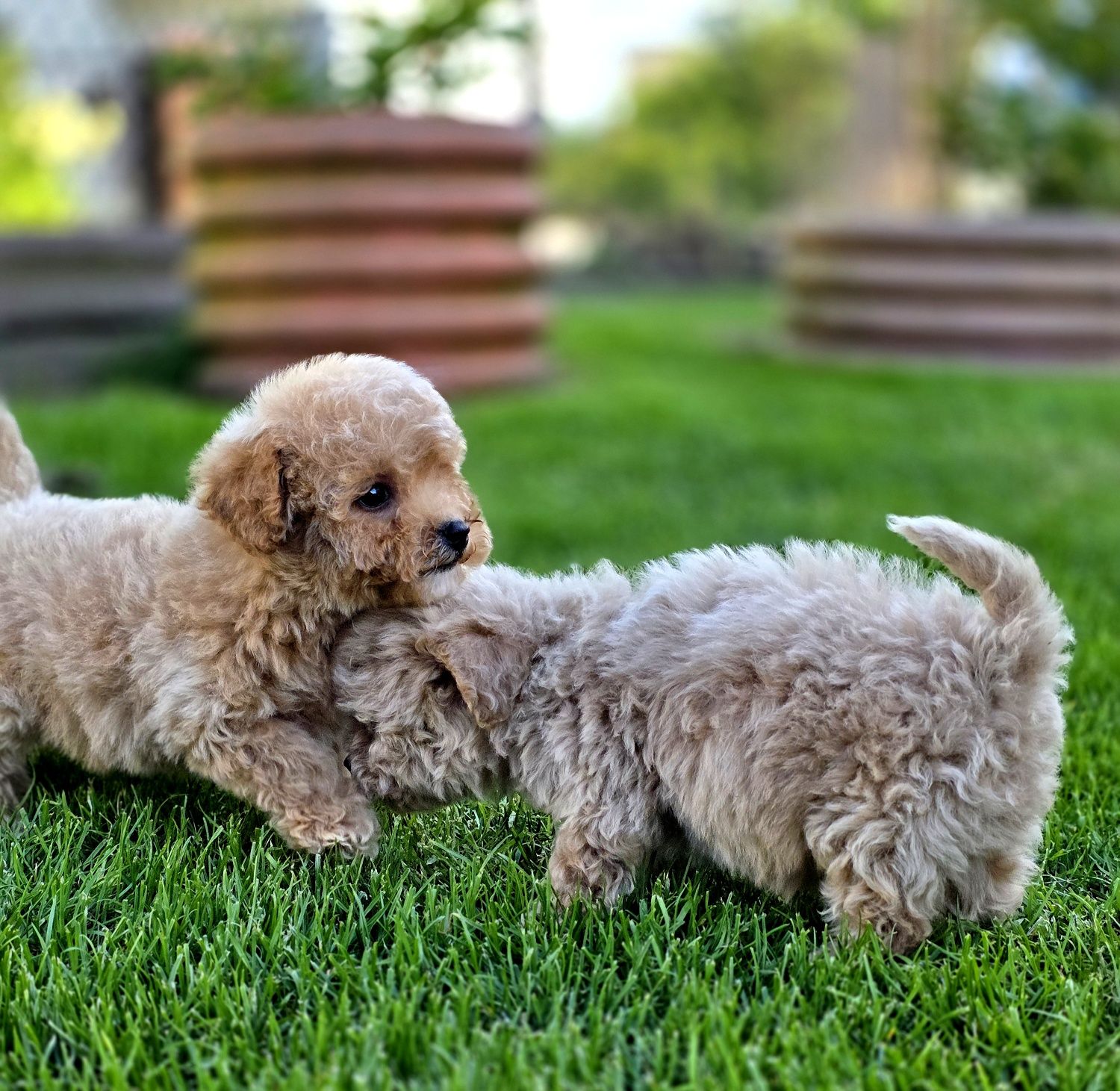 Bichpoo maltipoo  super puszty lok f1 piesek