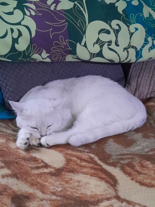 Kotki  brytyjskie srebrne szynszylowe