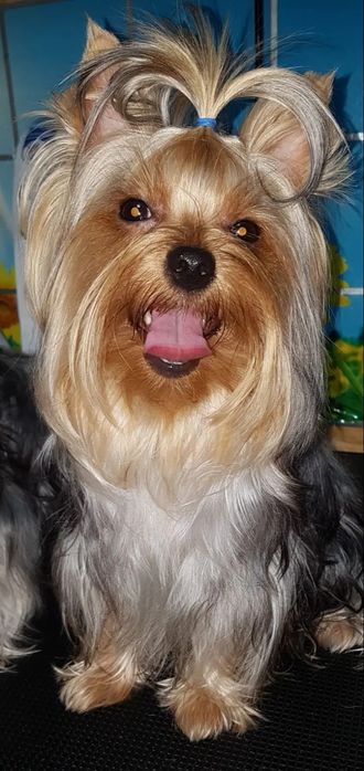 Подрощенные   ЙОРКШИРСКИЕ ТЕРЬЕРЫ ищут заботливую семью