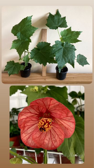 Абутілон (кімнатний клен)