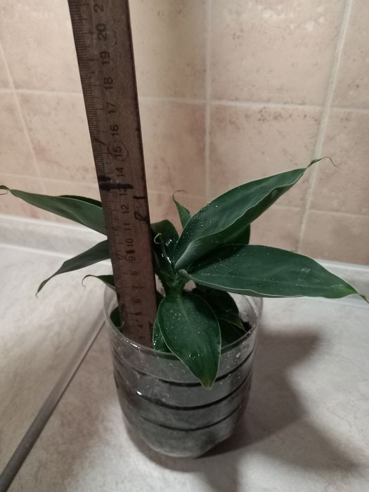 Банан Київський суперкарлик