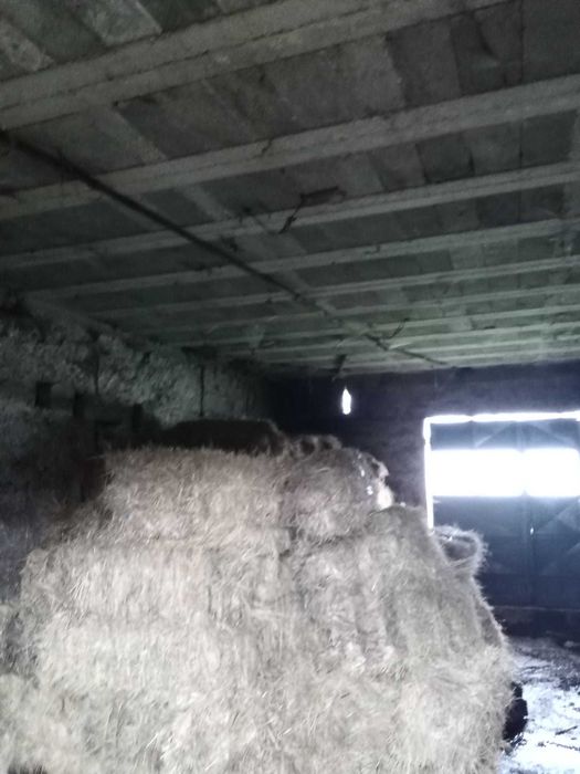 15 Fardos de feno bravo