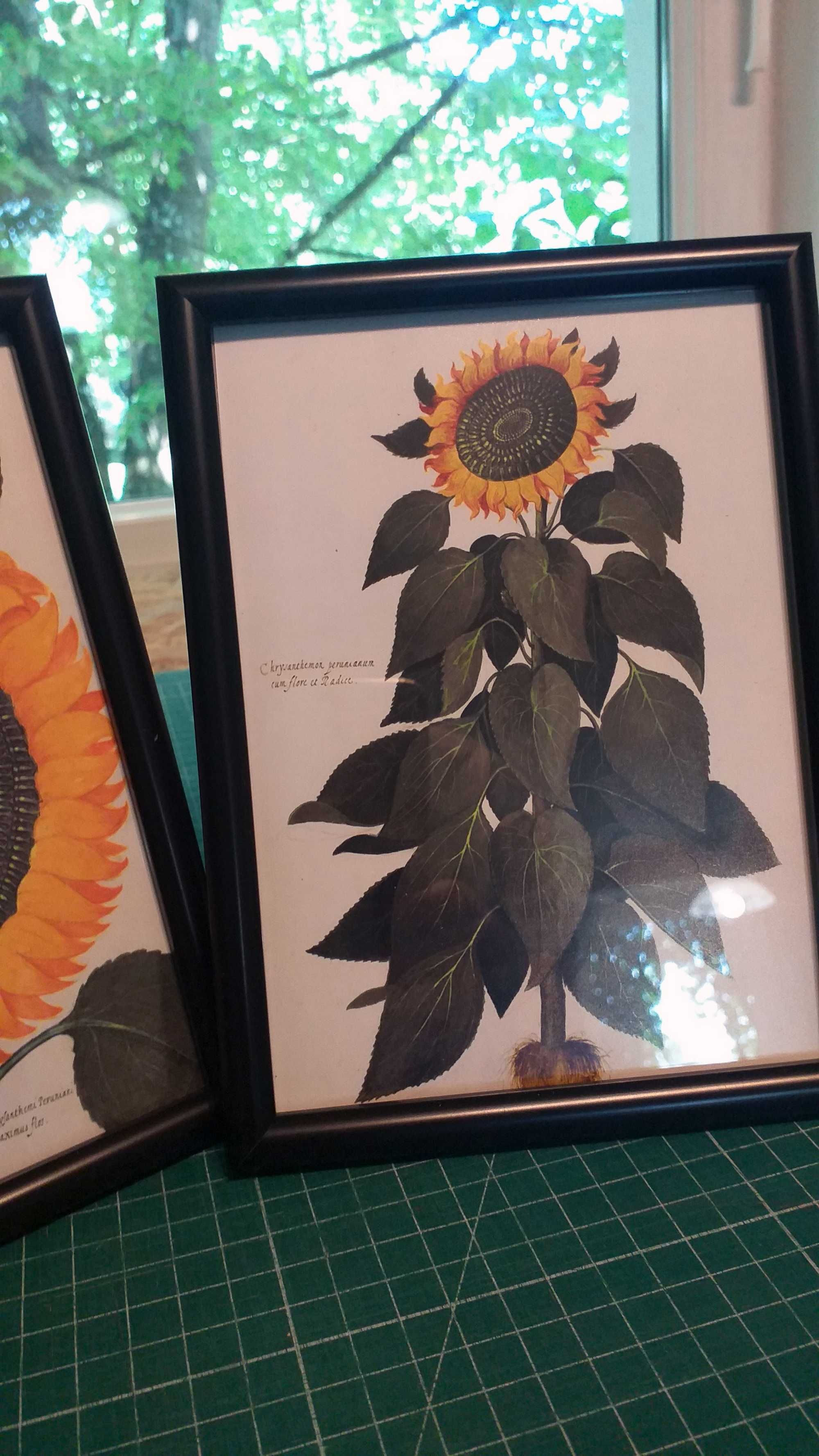 słonecznik vintage komplet 2 obrazków