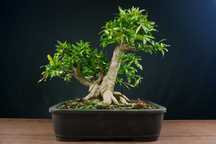 Bonsai Romanzeira / Punica Granatum L.