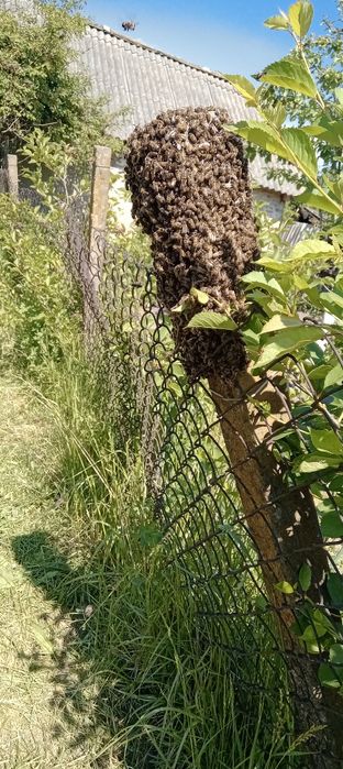 Продабться бджоли "Карпатка"