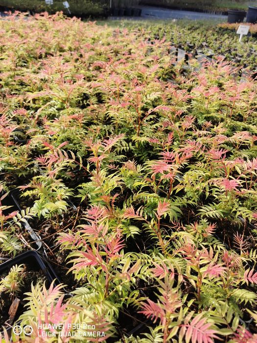 Tawlina Jarzębolistna Sorbaria