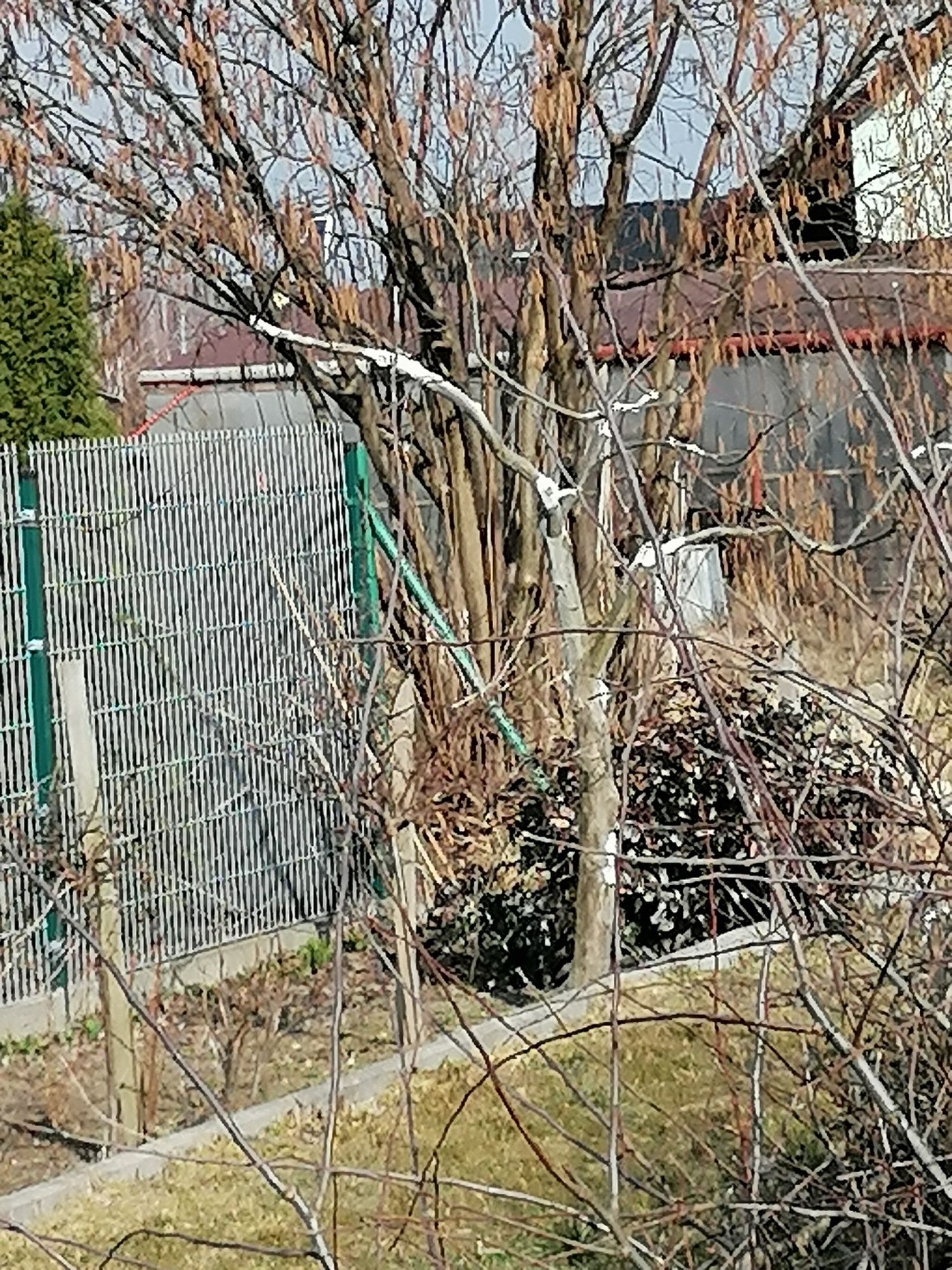 Drzewa (drzewka) owocowe profesjonalne przycinanie i formowanie koron,