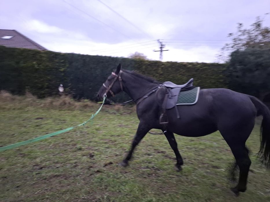 Klacz Śląska z źrebakiem