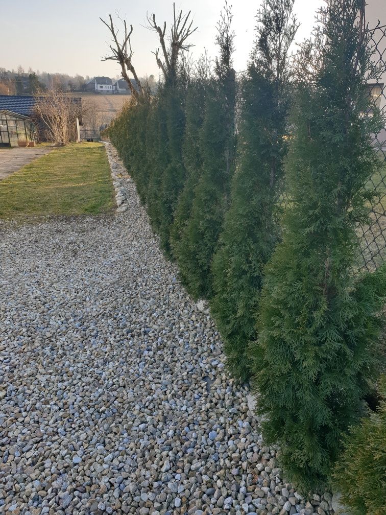 Tuje szmaragd w doniczkach LIKWIDACJA tuja