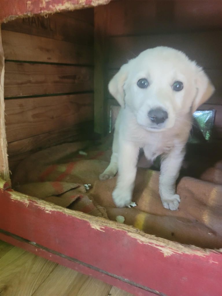 Api w typie labladora do adopcji