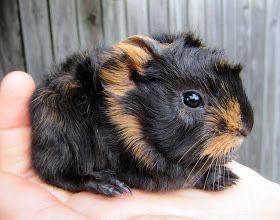 Морские свинки бежевого и чёрного окраса