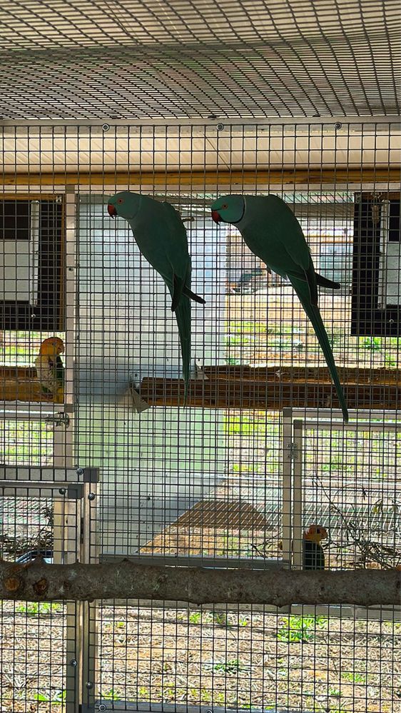 Ring Neck, aratingas, marianinhas, loris…