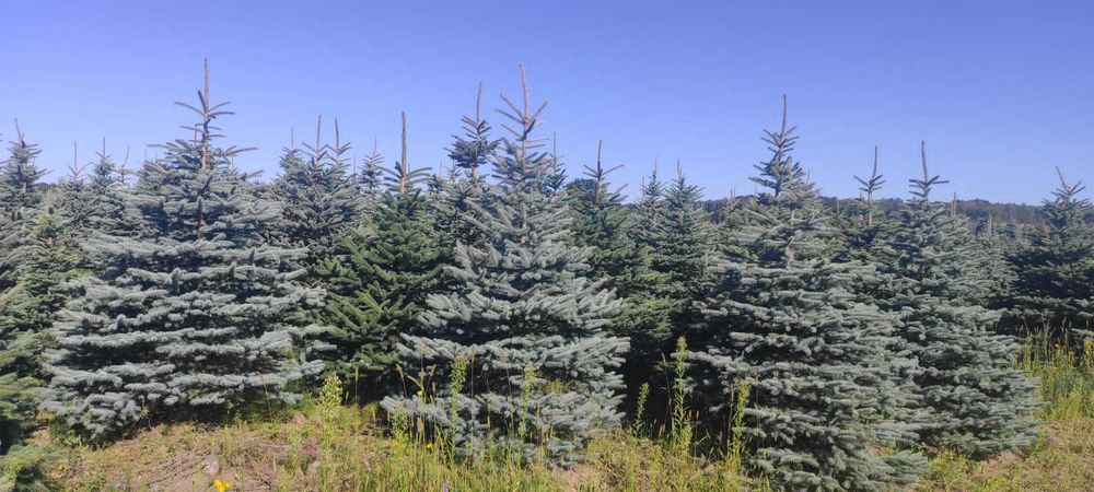 Świerk pospolity lub srebrny kłujący cięty. Plantacja choinek, CHOINKI