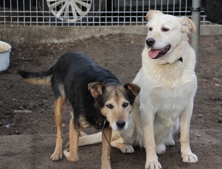 Maja i Pepe dwa kochane pieski do adopcji