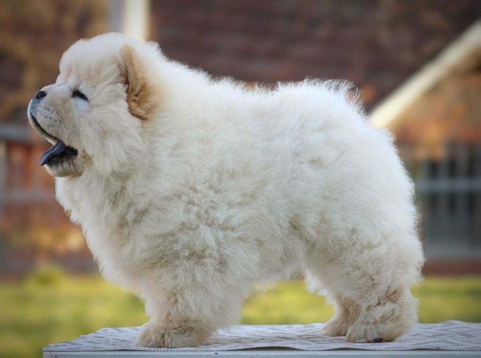 Chow Chow disponível