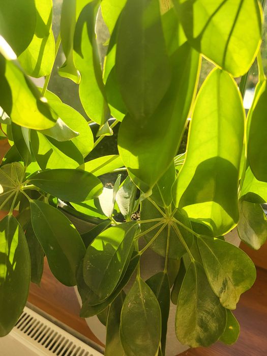 Kwiat doniczkowy Szeflera