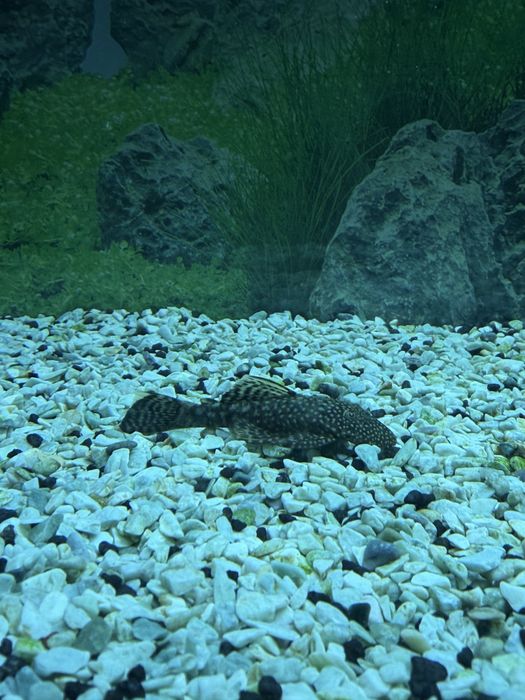 Pleco Ancistrus Femea