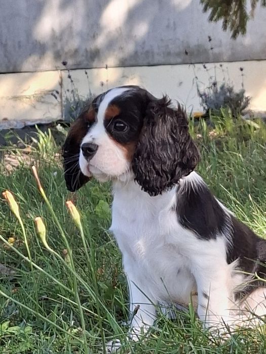 Cavalier King Charles spaniel suczka tricolor