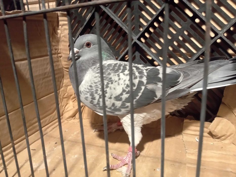 Gołębie pocztowe samice