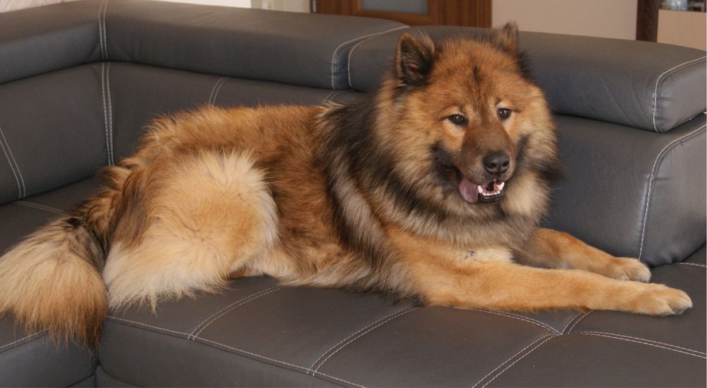 Eurasier szczenięta -lato hod.Yukibana FCI