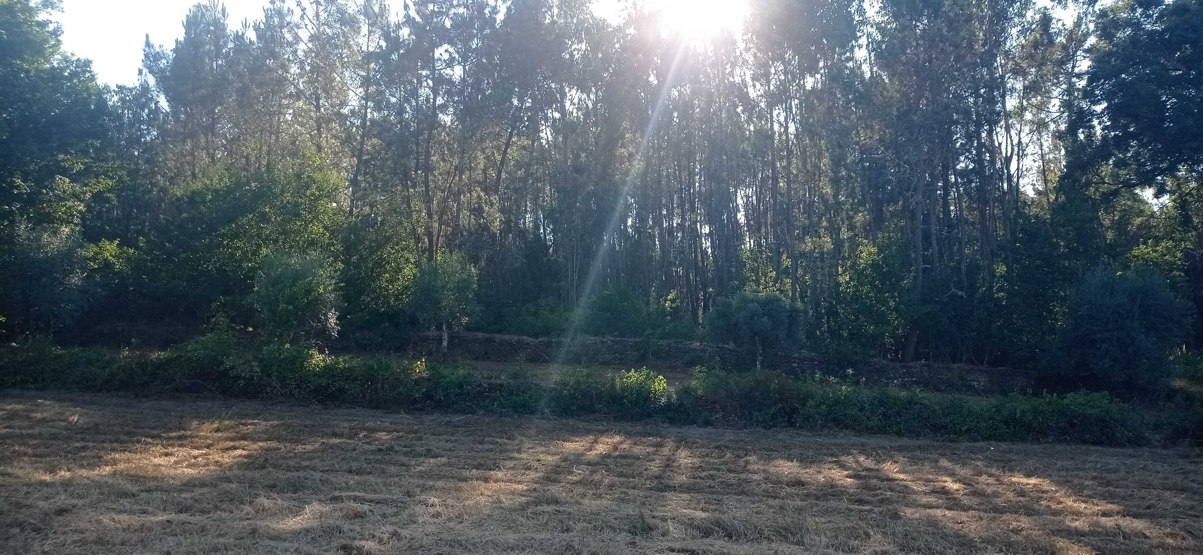 Terreno 1 hectare com casa rural e árvores de fruto