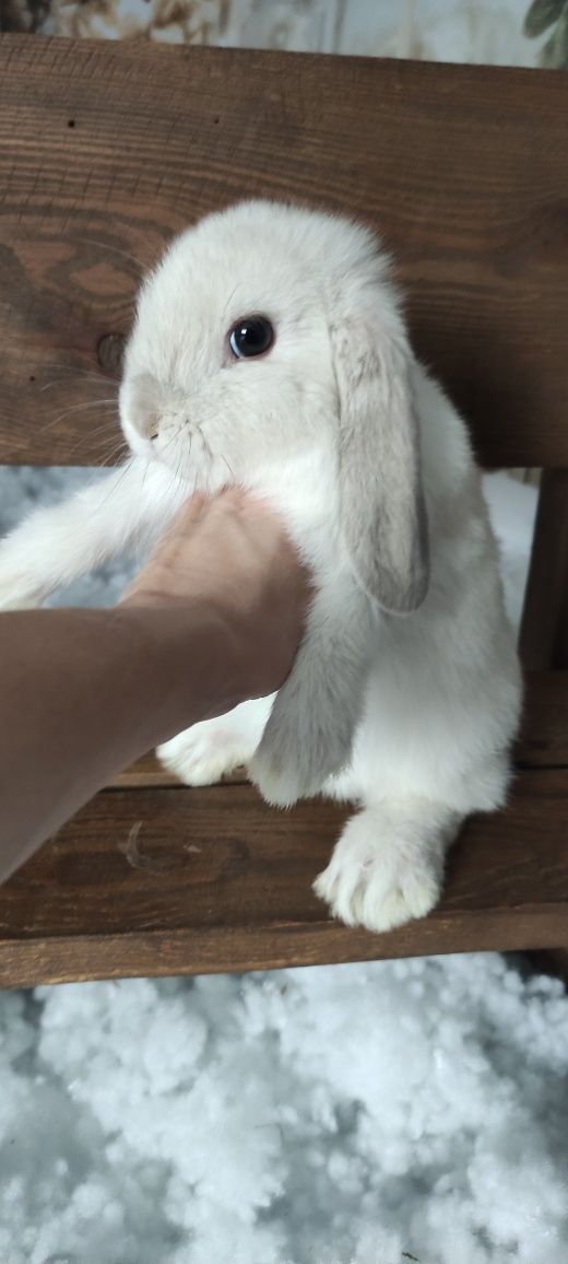 Mini Lop królik gotowe do odbioru