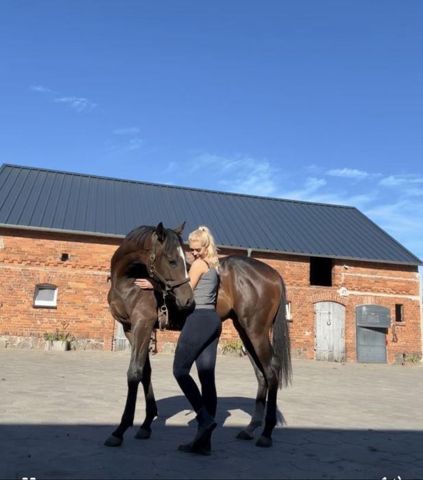 2 letni ogier po Czumen k