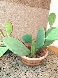 Opuncja figowa kaktus sadzonka roślina doniczkowa sukulent kolce