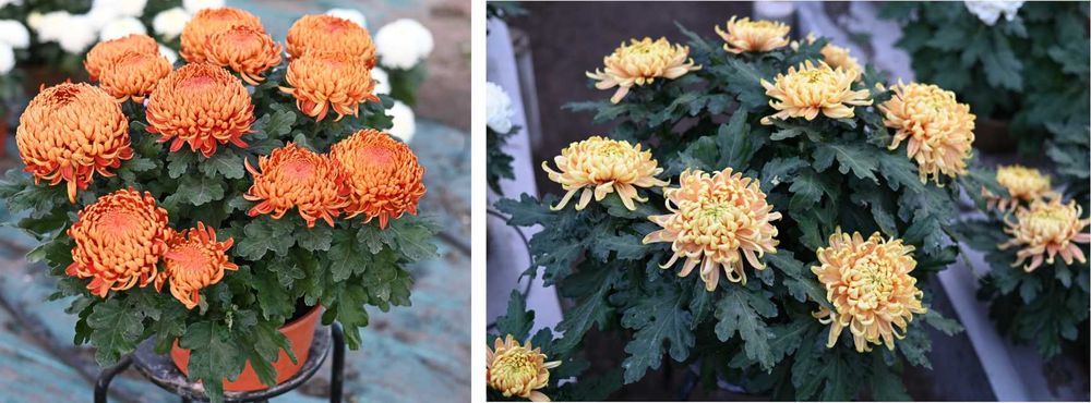 Chryzantemy wielkokwiatowe i drobnokwiatowe