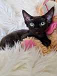 **POLI**devon rex black kotka do rezerwacji