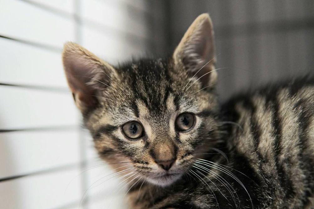 Lilo szuka domu w całej Polsce