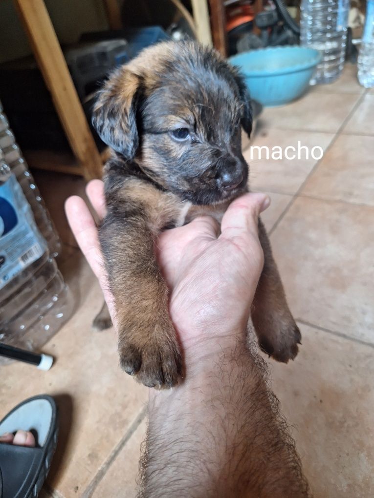 Cachorrinhos porte médio