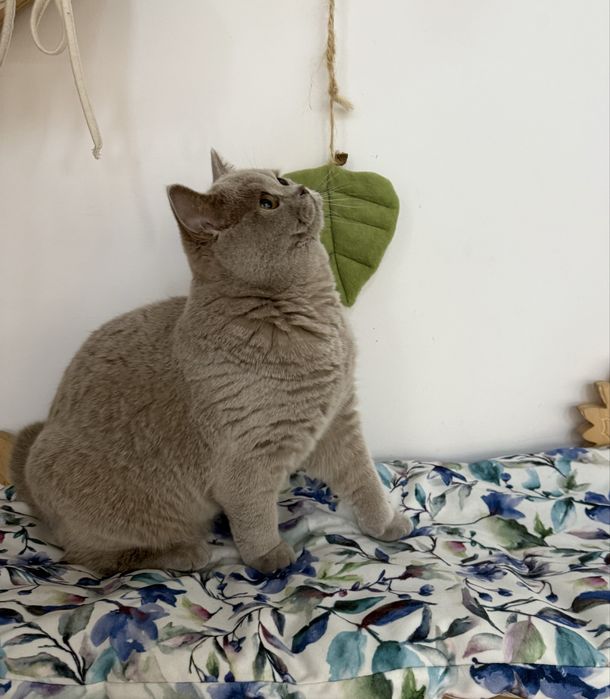 Kotka brytyjska krótkowłosa liliowa (BRI c) – opcja hodowlana