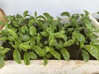 50 pes de maracuja roxo
