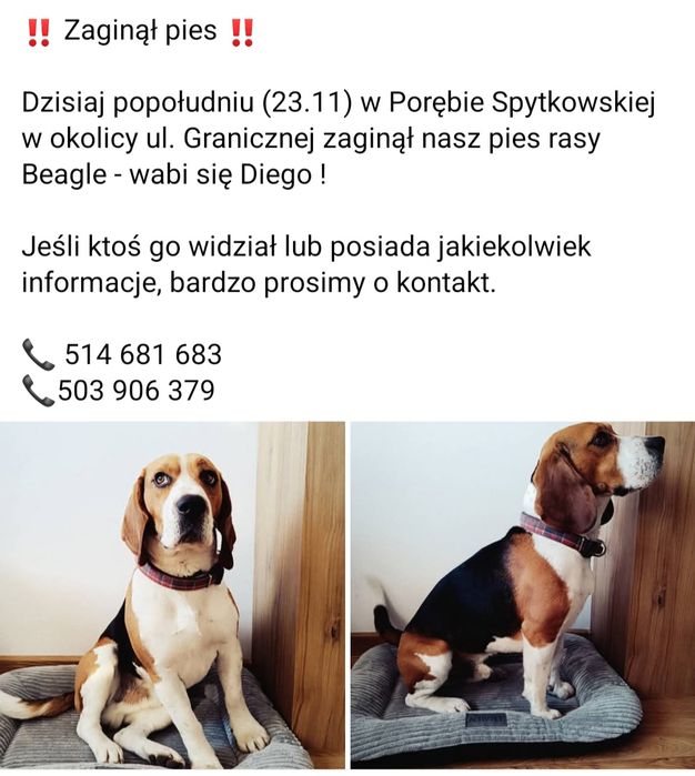 Zaginął pies beagel.