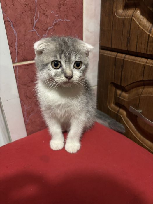 Висловухий котик