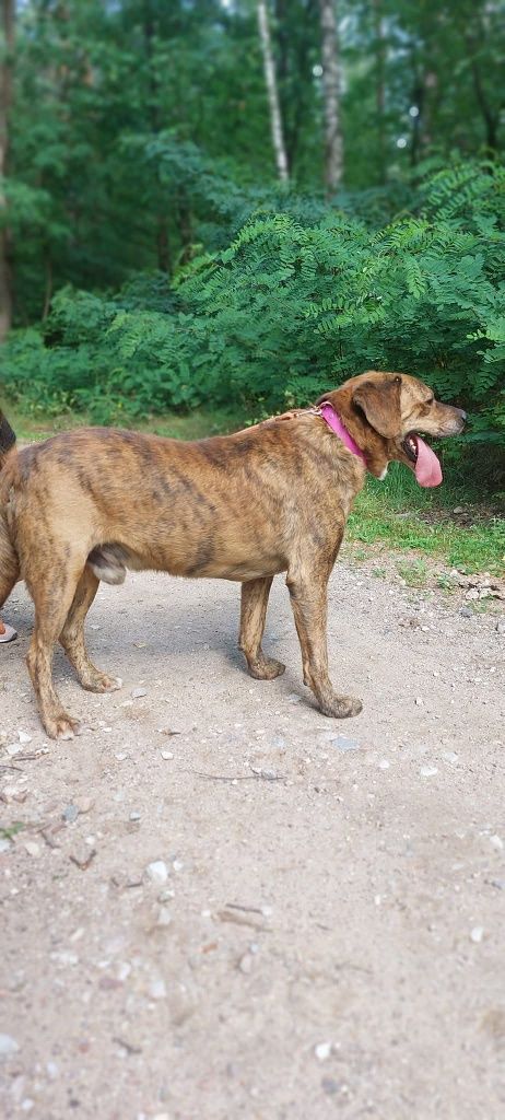 Mort - idealny kompan do adopcji!