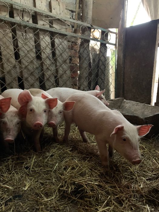 Продаються поросята