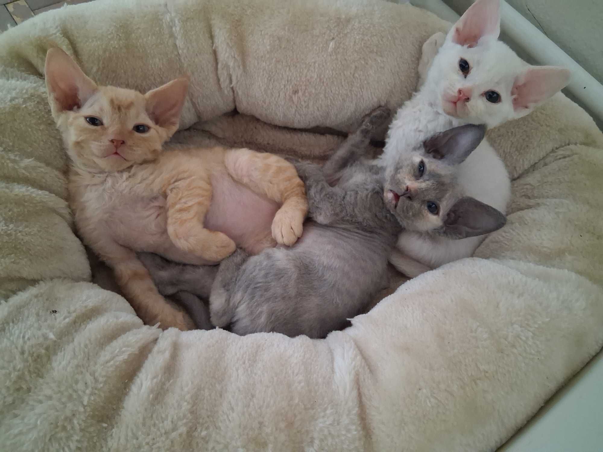 Devon rex, biała koteczka, super charakter, FPL