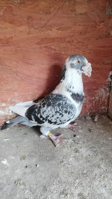 Gołębie staropolskie