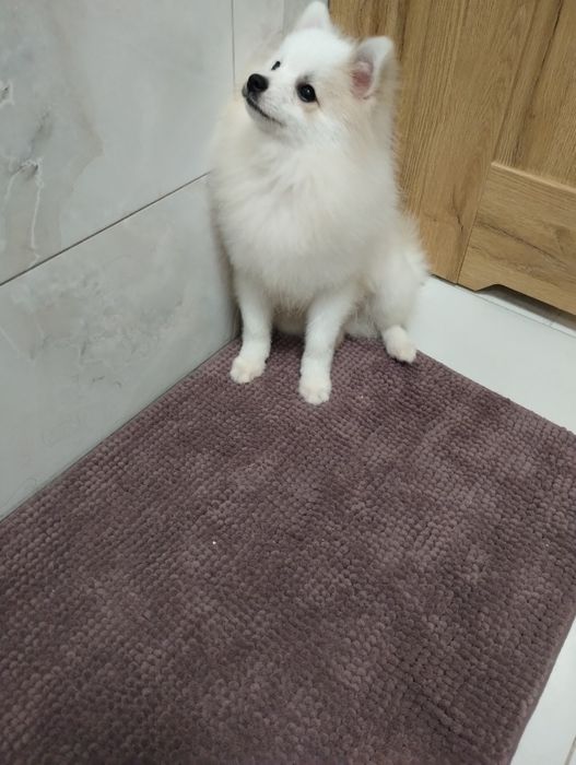 Szpic miniaturowy piesek